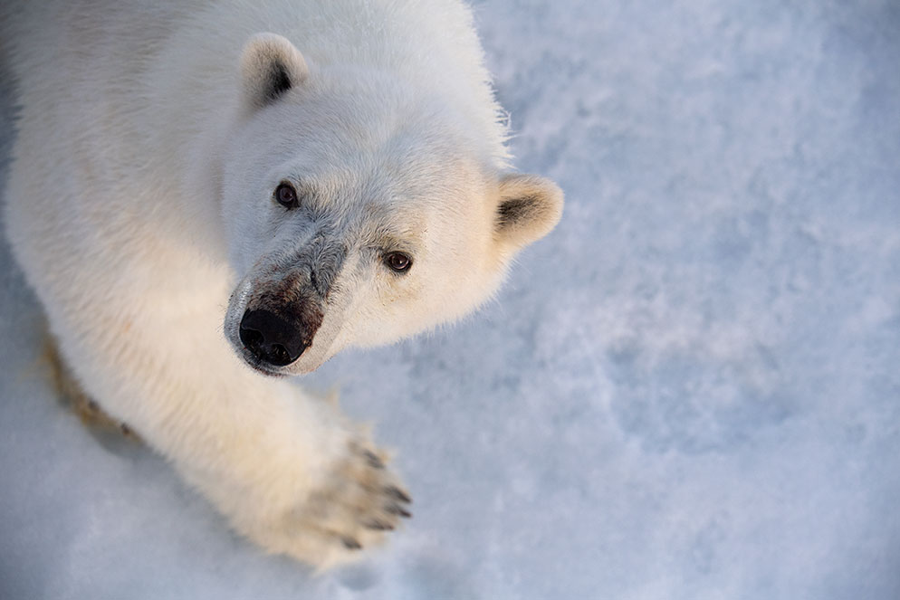 Converse shop polar bear