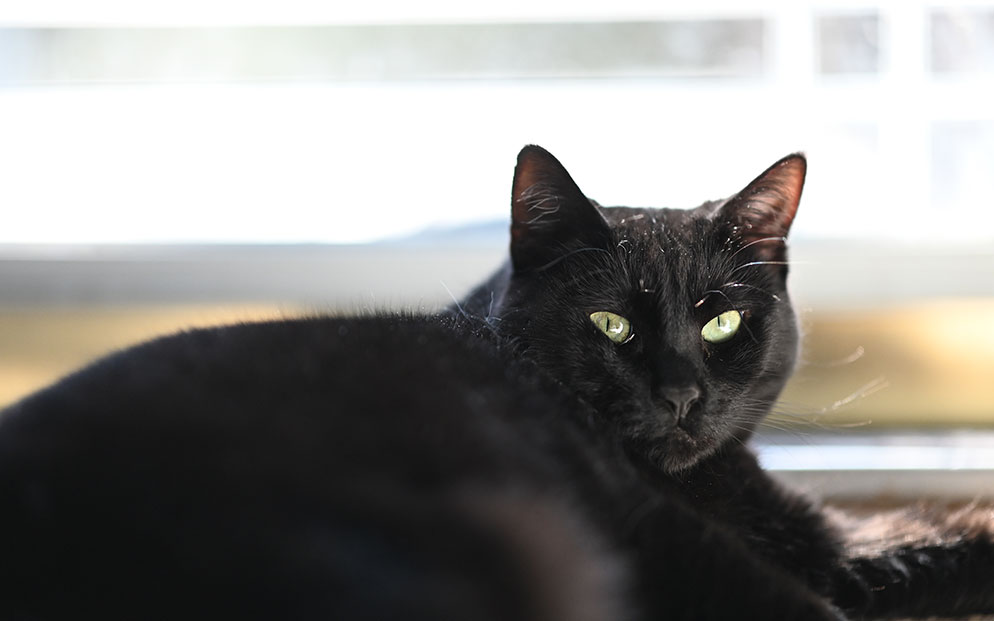 Diane Berkenfeld photo of a black cat lounging by a door