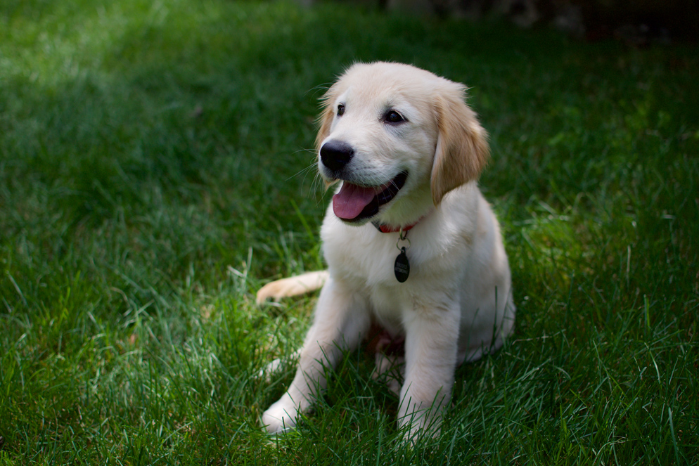 Peter Artemenko photo of a puppy on the grass in a yard
