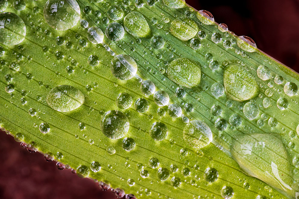 Tom Bol photo of a leaf covered in water drops close up
