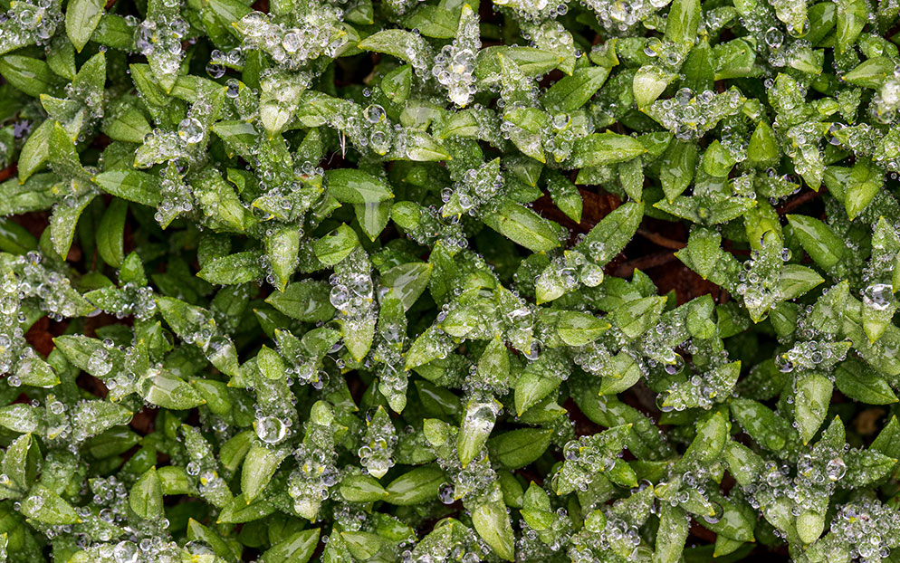 Tom Bol photo of green plants with frost on them