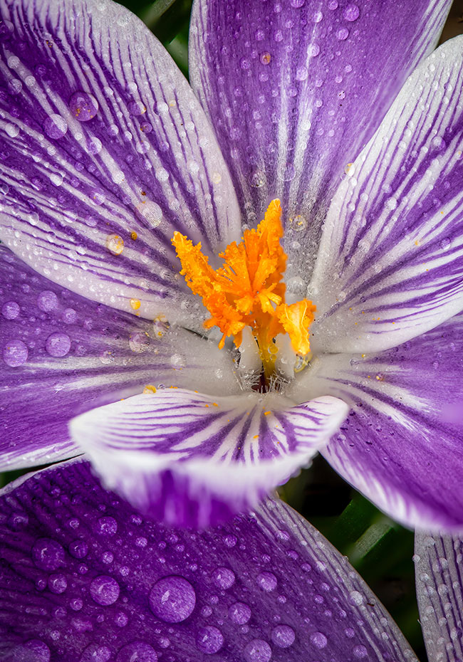 Tom Bol photo of a purple, white and orange flower close up
