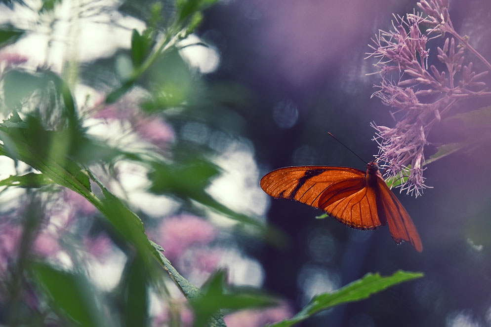 A Guide to Stunning Butterfly Photography (17 Expert Tips)