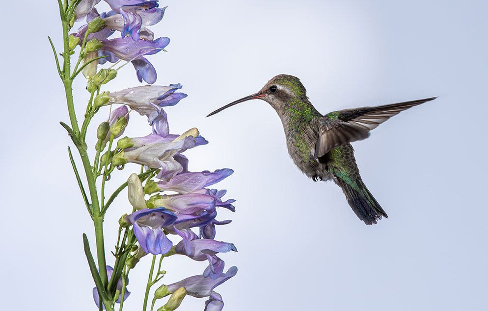 How to Photograph Hummingbirds Nikon