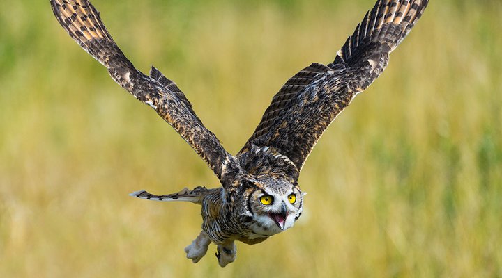 Birds of Prey: How to Find and Photograph Raptors - Nature TTL