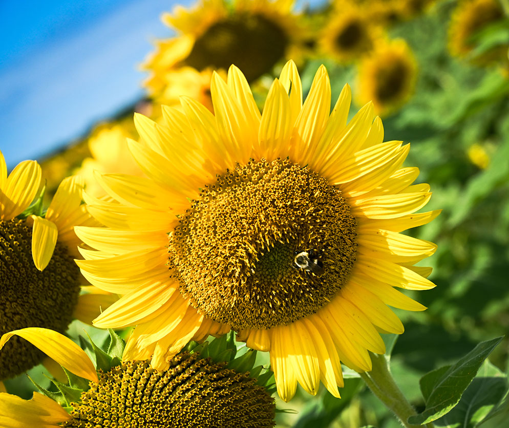 10 Sunflower Photography Ideas and Tips | Nikon | Nikon
