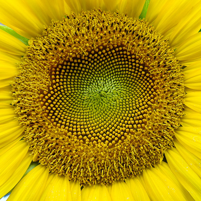 10 Sunflower Photography Ideas and Tips | Nikon | Nikon