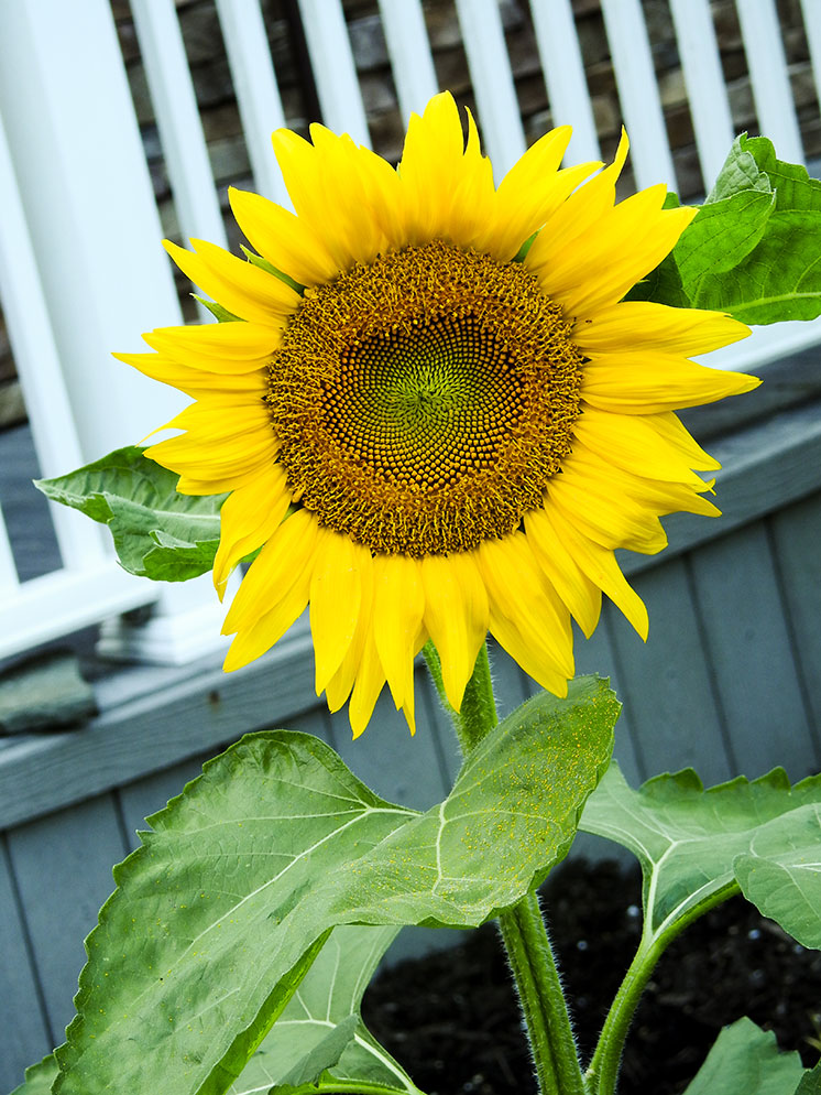 Sunflower