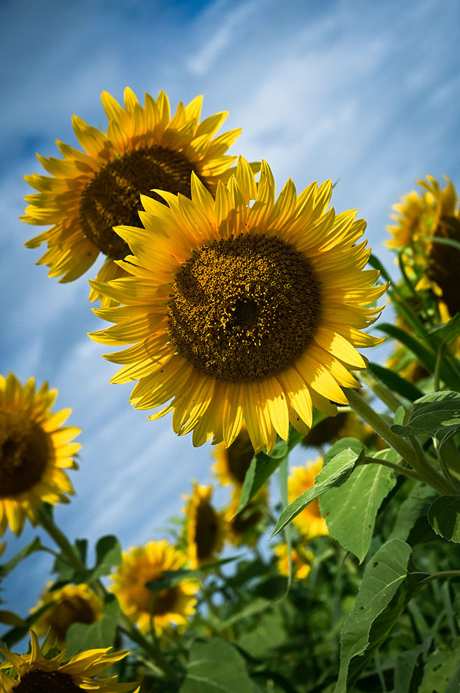10 Sunflower Photography Ideas and Tips | Nikon | Nikon