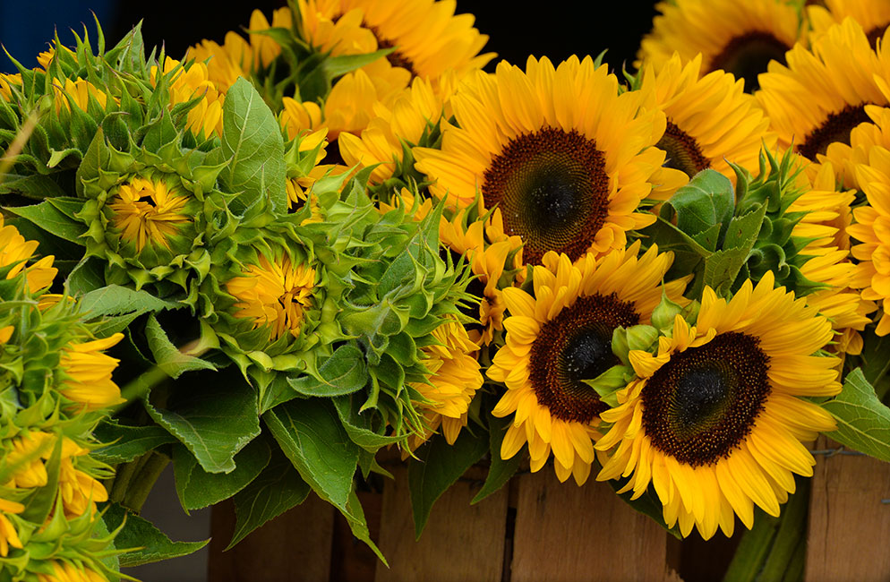 10 Sunflower Photography Ideas and Tips | Nikon | Nikon