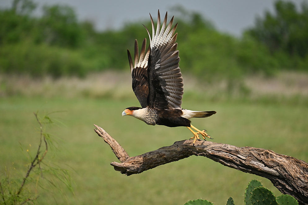 Birds of Prey: How to Find and Photograph Raptors - Nature TTL