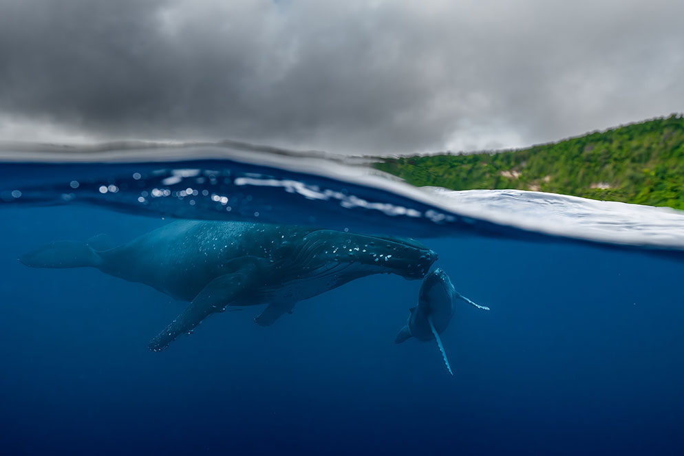 Underwater Whale Photography Using Nikon Mirrorless Cameras | Nikon