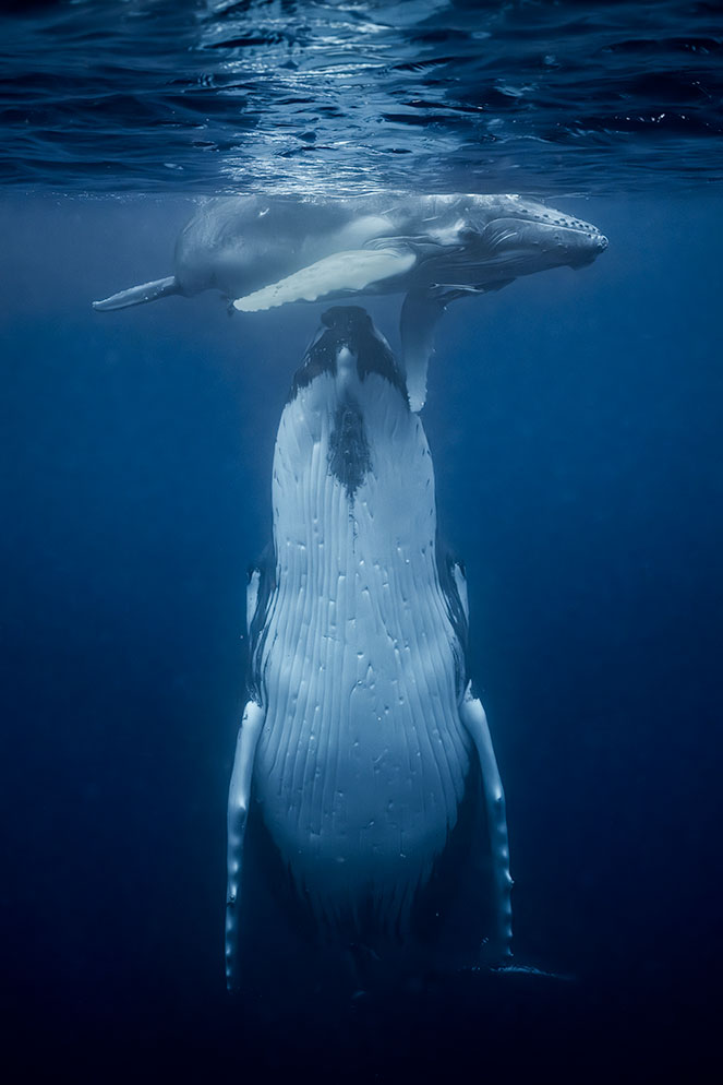 Underwater Whale Photography Using Nikon Mirrorless Cameras | Nikon