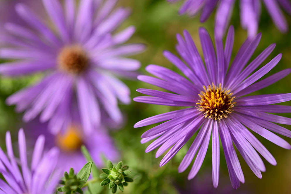 Want to Get Closer to Great Flower Photography? Look to Your Lenses