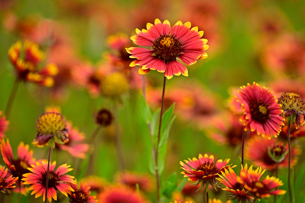 Best Lens For Close Up Flower Photography At Lois Toussaint Blog