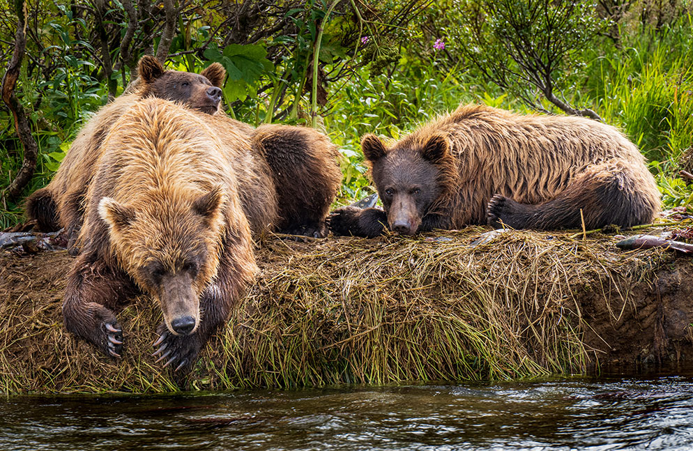 The Bear Essentials: 10 Tips for Photographing Bears | Nikon