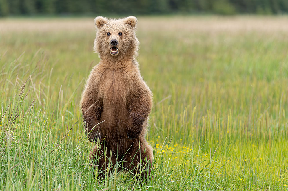 The Bear Essentials: 10 Tips for Photographing Bears | Nikon