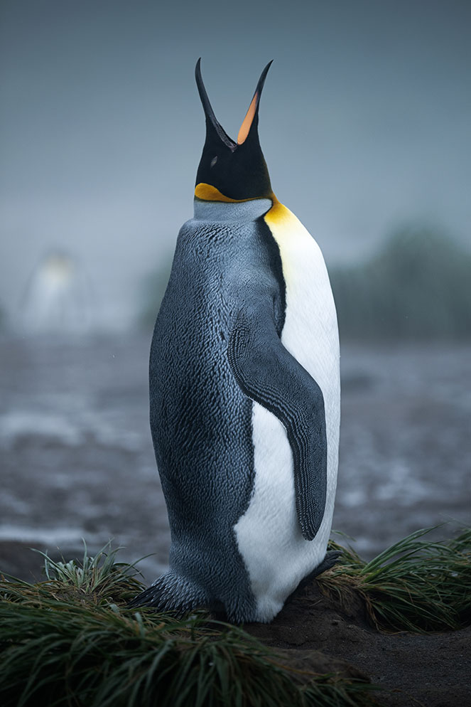 Under Pressure: An Antarctic Field Test for a Photographer and his Z 9 ...
